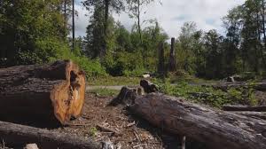 How Our Tree Care Process Works  in  Bonadelle Ranchos, CA