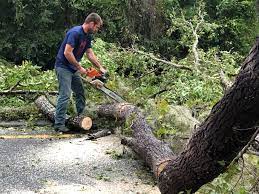 Best Tree Preservation Services  in Bonadelle Ranchos, CA