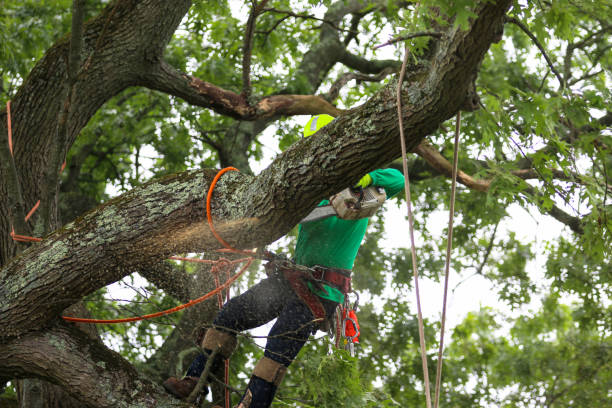 Tree and Shrub Care in Bonadelle Ranchos, CA