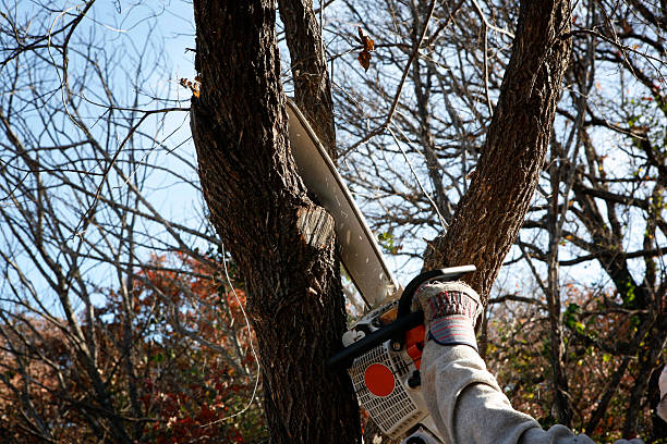 Best Tree Removal  in Bonadelle Ranchos, CA