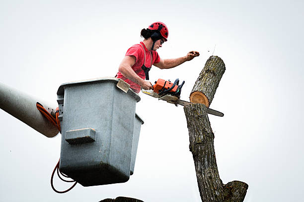 Best Utility Line Clearance  in Bonadelle Ranchos, CA