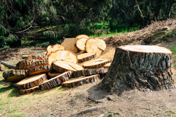 Best Tree Maintenance Programs  in Bonadelle Ranchos, CA